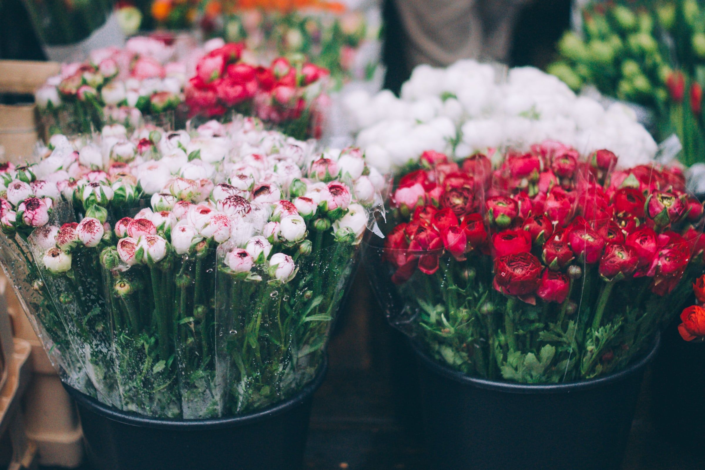 Cubos de una floristería llenos de claveles y rosas frescas en tonos blancos, rosas y rojos, vistos de cerca