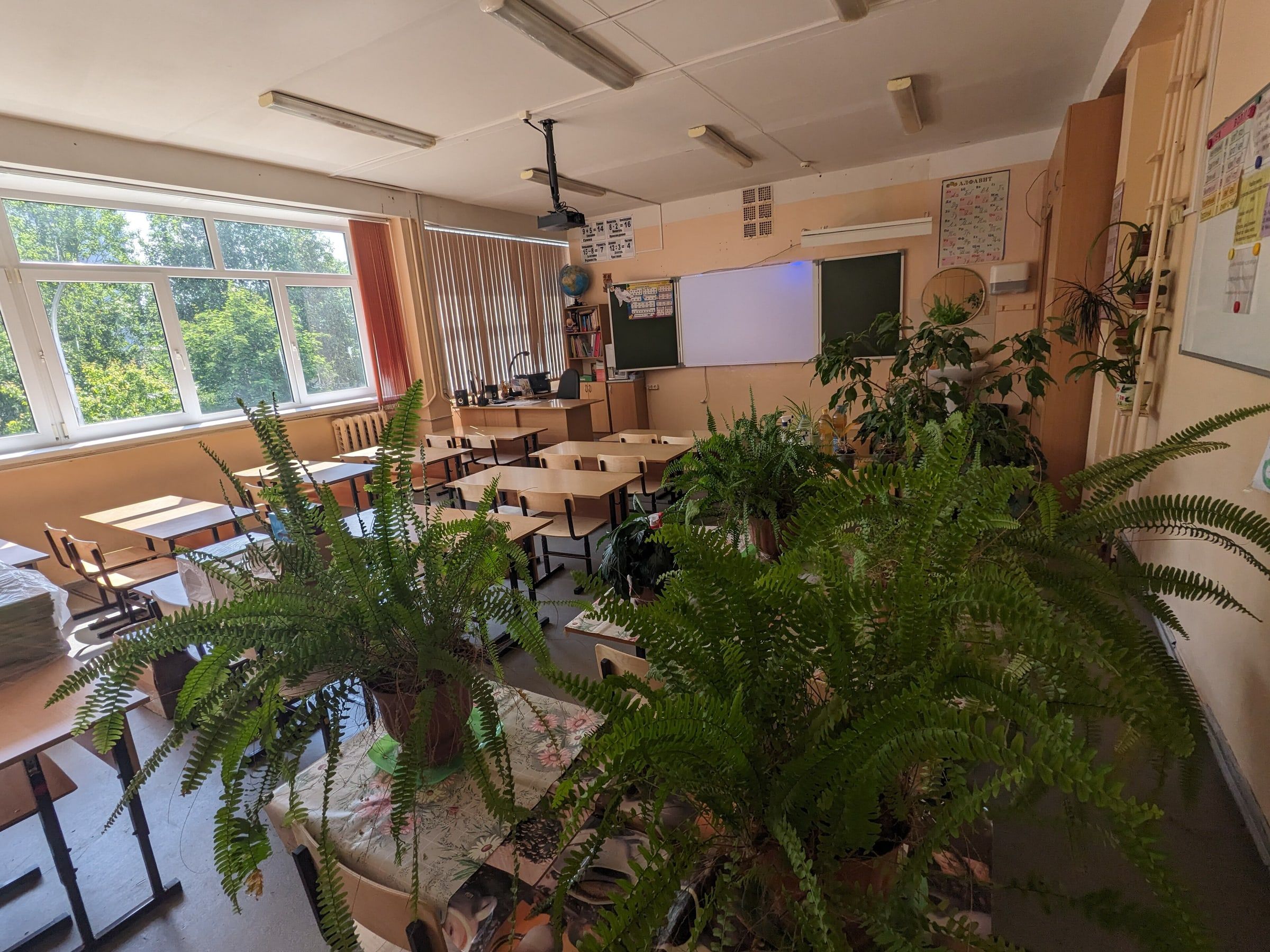Aula de colegio vacía en verano, con los pupitres en filas, la pizarra al fondo y macetas con plantas sobre las mesas