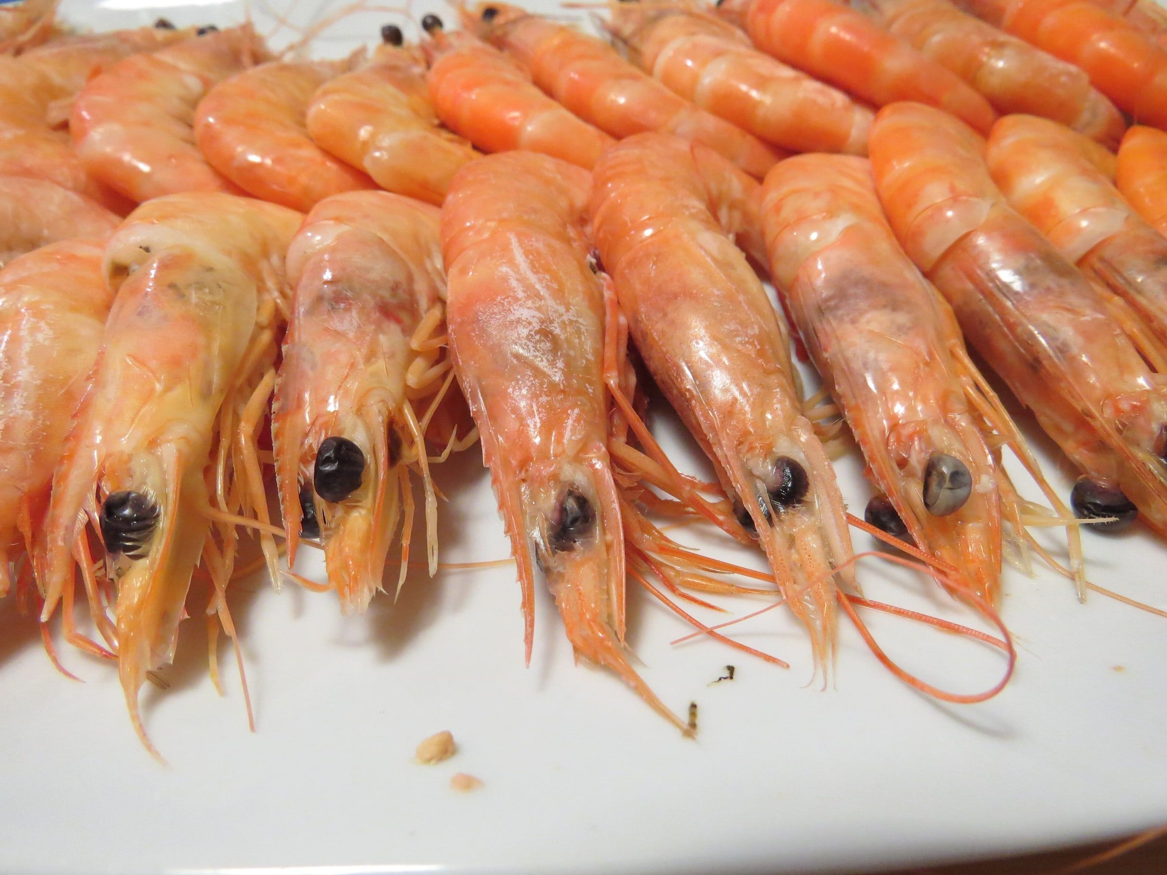 Fuente de langostinos cocidos colocados en fila sobre un plato blanco, vistos de cerca con sus bigotes y caparazones rosados